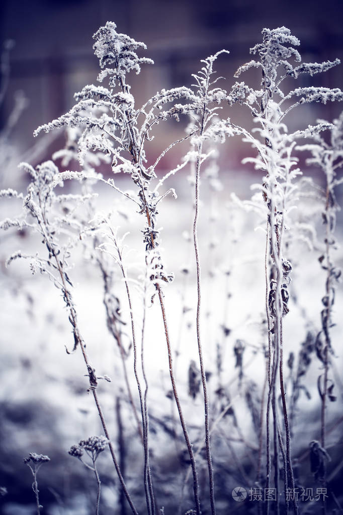 雪的冰冻草植物特写镜头视图