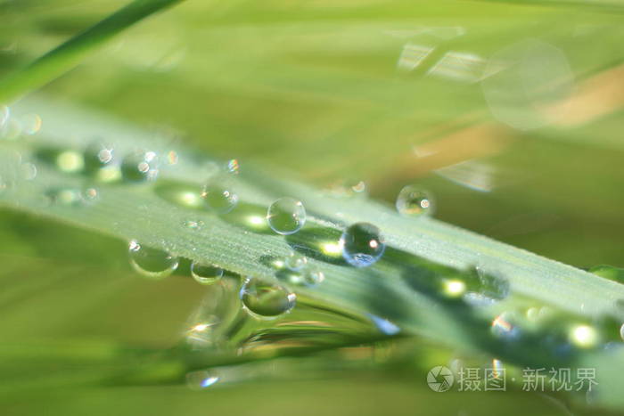 植物在阳光下的叶子露珠中绿叶的质地由太阳照亮绿色叶子的背景在露