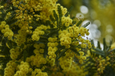 盛开的黄含羞草