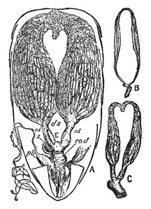 这个插图代表蜜蜂卵巢, 复古线条画或雕刻插图