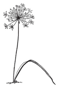 显示 Bloomeria 金叶的图片。植物叶子是狭窄的角和花簇在茎顶部, 复古线条画或雕刻插图