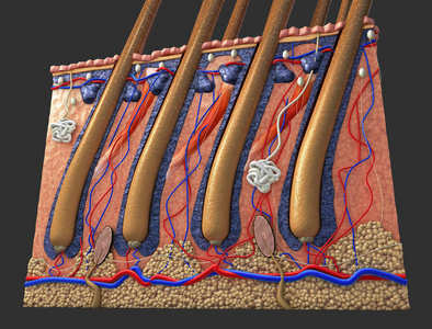 人皮肤的横断面与毛囊或根, 红色和蓝色血管