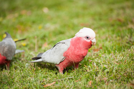 澳洲国王鹦鹉饲喂