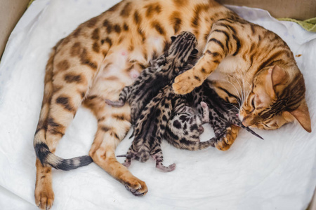 bengalcats 小猫舍