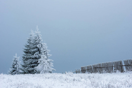 冬季景观与雪覆盖松树和冷杉树。圣诞理念