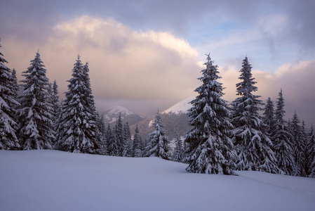 冬季山后的神奇日落一棵巨大的松树覆盖在蓝天和低漂浮的云层背景下的积雪