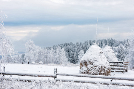 冬季乡村景观雪覆盖的树木和丘陵