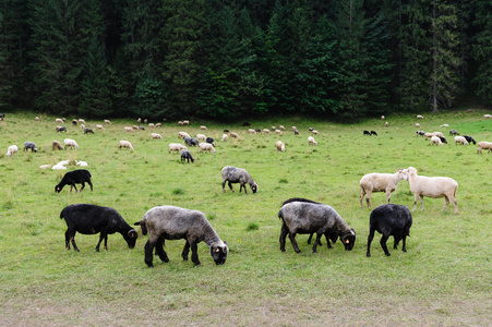 羊在牧场里山