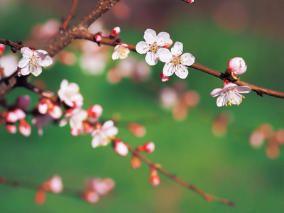 杏花粉红春花