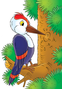 啄木鸟带白色和红色标记
