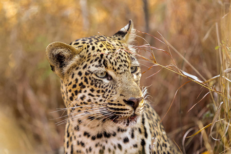 南非狩猎保护区的非洲豹的特写
