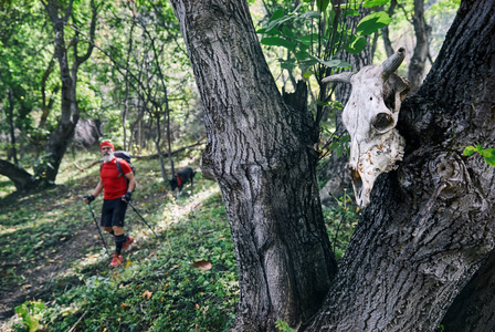 母牛头骨在树和旅行者与背包在森林里