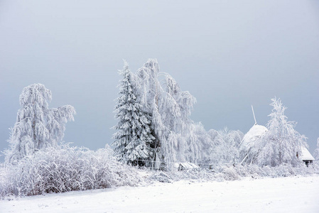 森林里的第一场雪。覆盖自然树木和植物的霜和霜