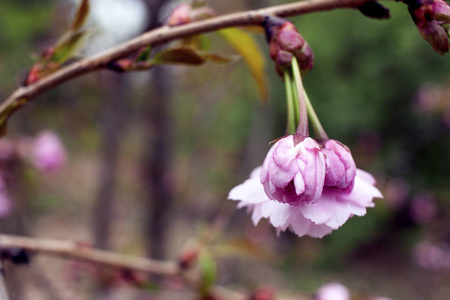 樱花之美枝, 春