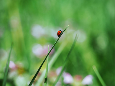 瓢虫在绿草