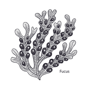 现实的医疗水厂墨角藻。复古雕刻。矢量插图艺术。黑白相间。用海藻画的手。替代医学系列
