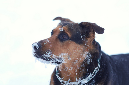 有趣的狗在雪中