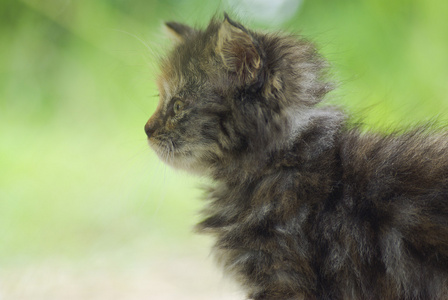 在草地上玩耍的小猫关门