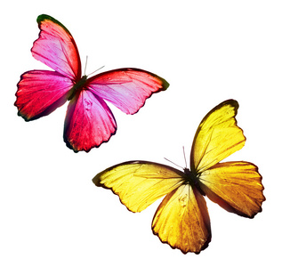 两只黄色和红色飞行的蝴蝶