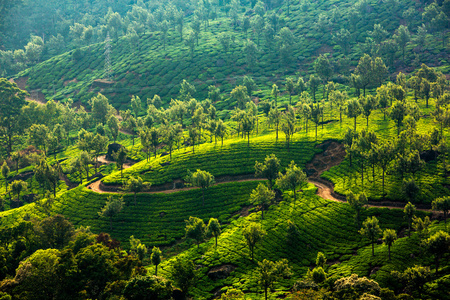 在印度的茶叶种植园