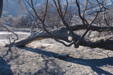 在卡西塔斯湖附近150号公路沿线烧毁了风景。托马斯火的后果