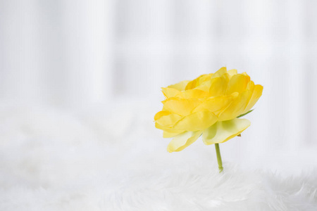 黄玫瑰花瓣为情人节