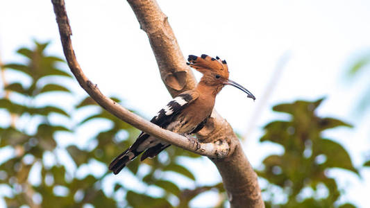 常见的 Hoopoe 鸟在自然界中