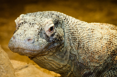 科莫多龙 varanus komodoensis