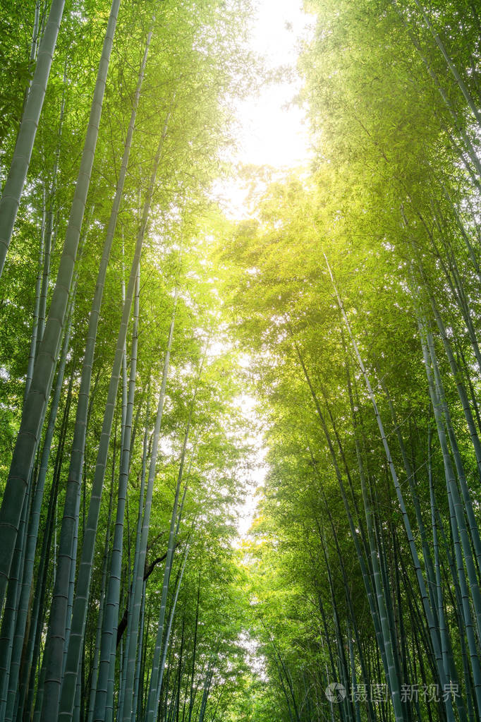 日本岚山有太阳耀斑的竹林
