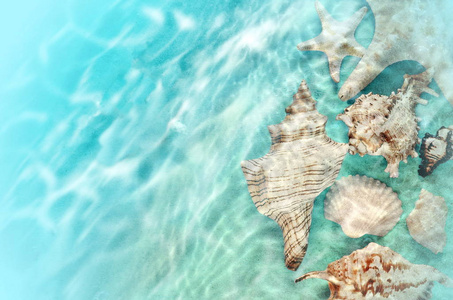 海星和贝壳在夏天海滩在海水图片