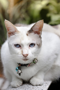 在花园里的长椅上坐着的白色暹罗猫