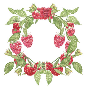 手绘的水彩花环在白色的背景树莓花。植物学插画