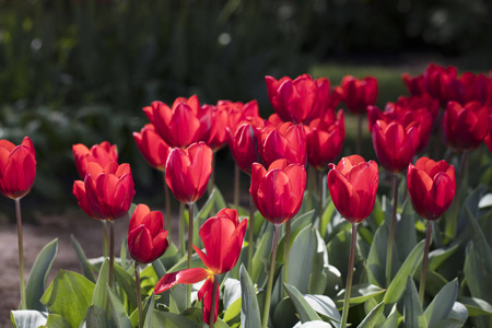 盛开五颜六色的郁金香在花卉花园阳光下。郁金香荷兰的象征