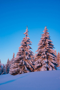 令人敬畏的日出在冬山一棵巨大的松树覆盖在蓝天背景下的雪和山坡上的第一缕阳光