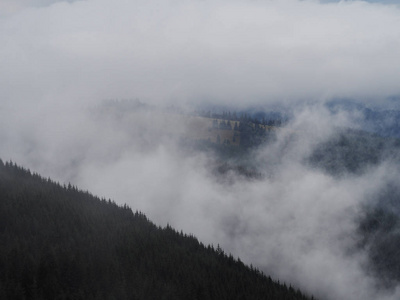 松树林 Carpatian 雾与雾