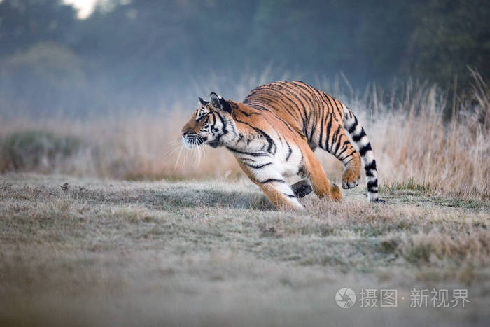 老虎在猎物后面奔跑在炎热的夏日里在tajga狩猎猎物老虎在野生的性质