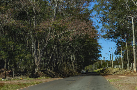 树之间的道路。充满树木的道路。巴西南美洲