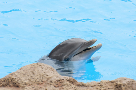 海豚游泳