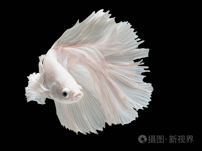 betta暹罗斗鱼betta芨芨草流行水族鱼白色白金半月长尾betta战斗运动
