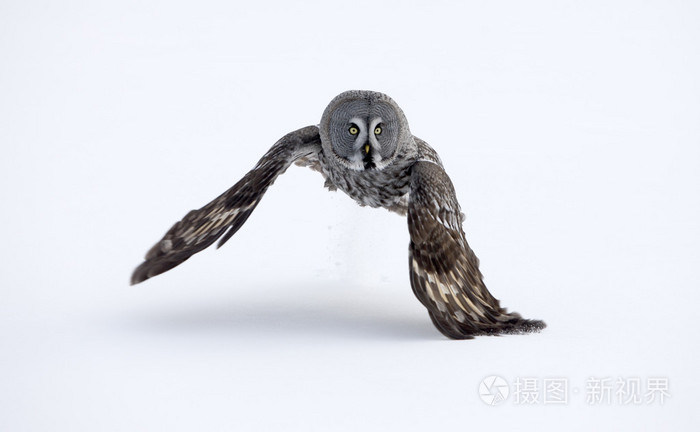 大灰色猫头鹰strix猫科