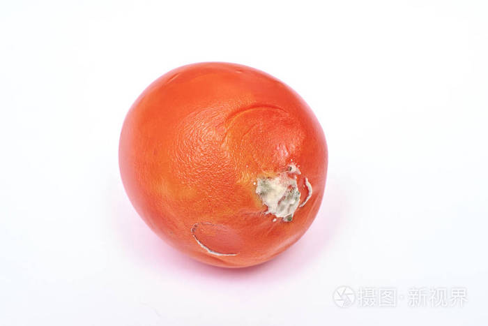 腐烂的老西红柿发霉