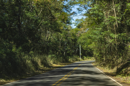 树之间的道路。充满树木的道路。巴西南美洲