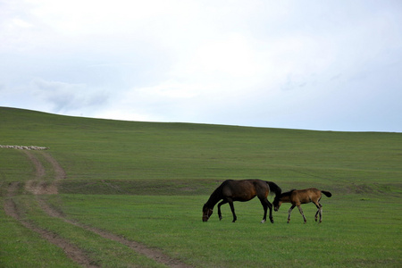 内蒙古呼伦贝尔额尔古纳根河湿地边缘马驹