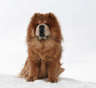 狗的品种的周梁淑怡议员，坐在雪的小山上