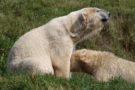 北极熊喂养她的孩子