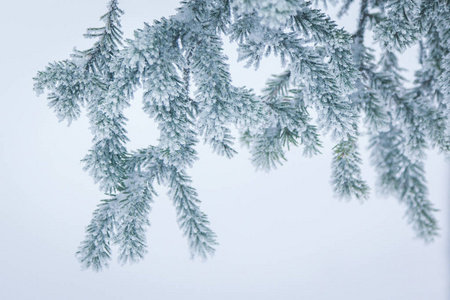 树早午餐覆盖着雪帽图片