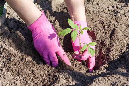 女园丁的近手正在花园的土壤中种植番茄幼苗。蔬菜栽培