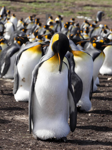 国王企鹅, Aptenodytes patagonica, 热鸡蛋, 志愿者点, 福克兰群岛马尔维纳斯