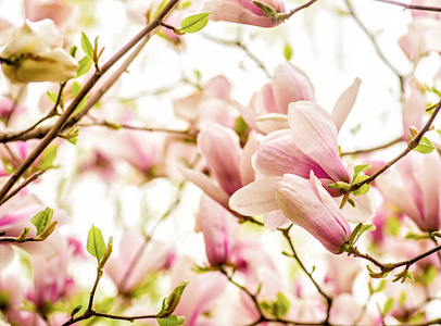 紫色和白色的中国木兰树在蓝天上绽放春天的背景