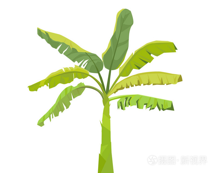 香蕉树矢量